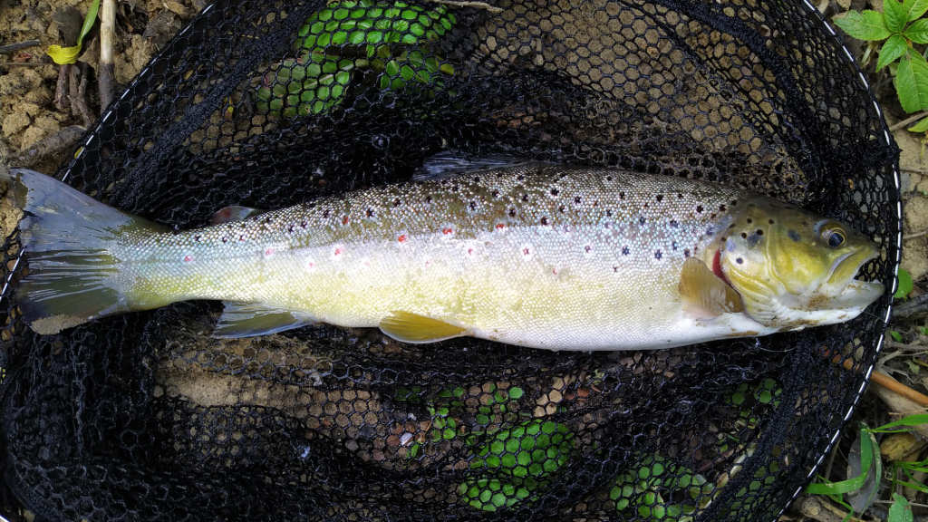 Photo of a solid trout